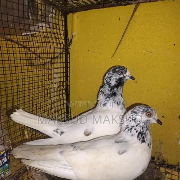 Pigeons