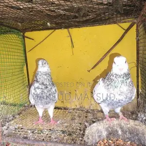 Pigeons