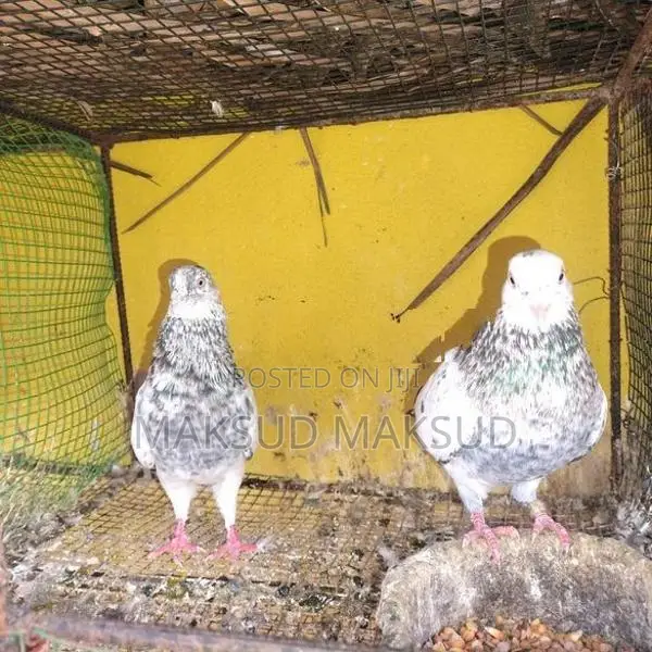 Pigeons