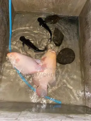Jam Gourami with Cat Fishes