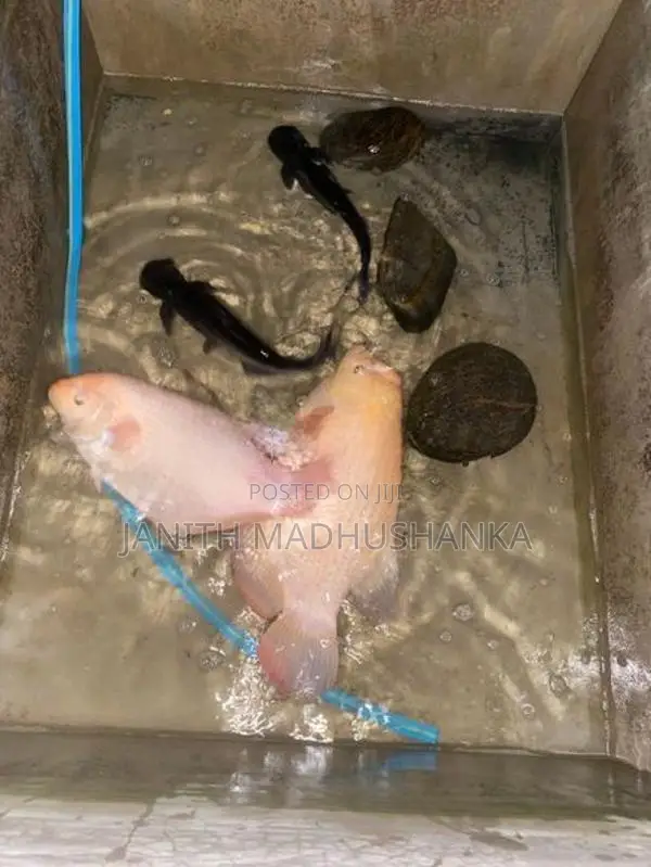 Jam Gourami with Cat Fishes