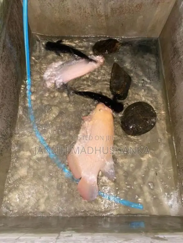 Jam Gourami with Cat Fishes