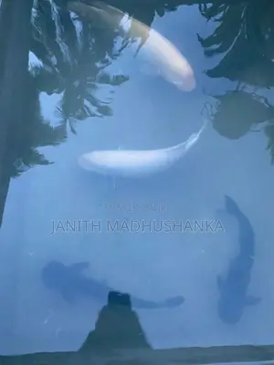 Jam Gourami with Cat Fishes