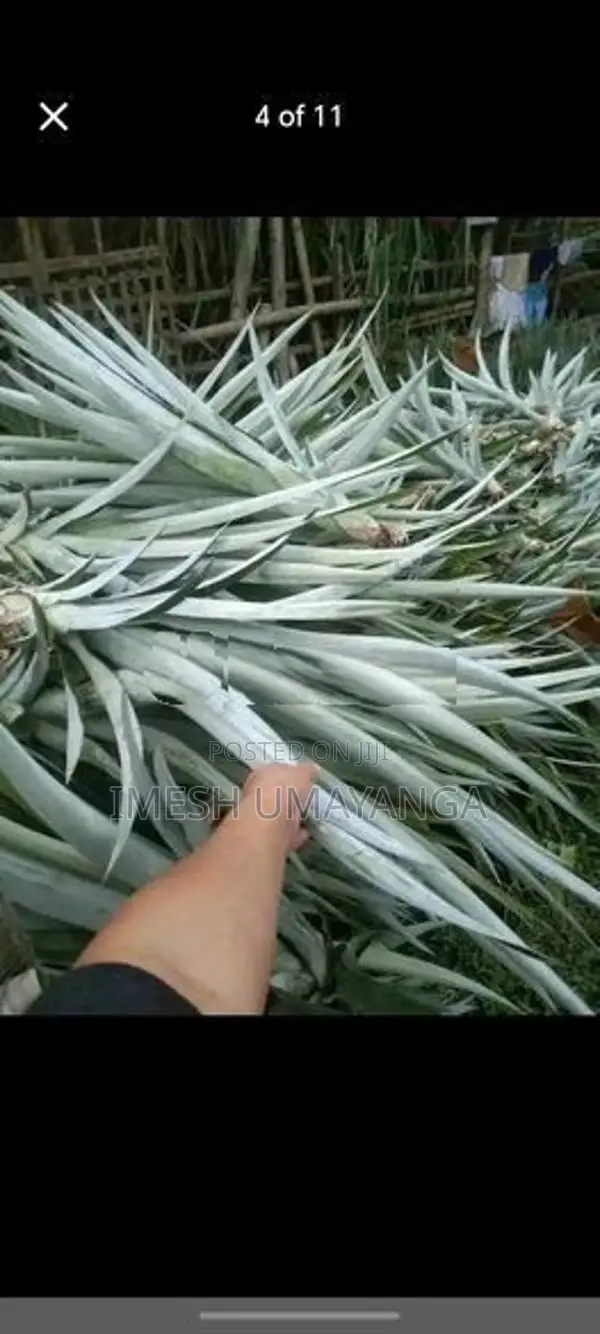 අන්නාසි පැල තොගයක් - 2250ක් හංවැල්ල