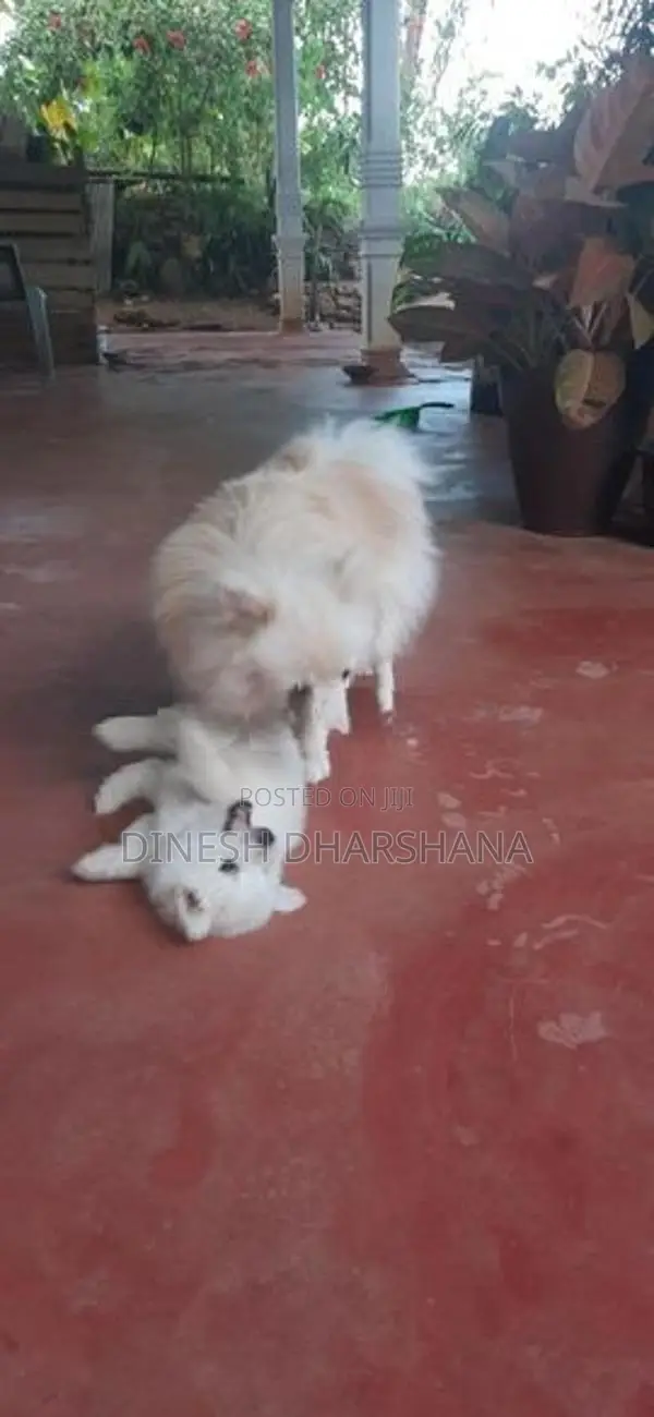 Japanese Spitz Puppies