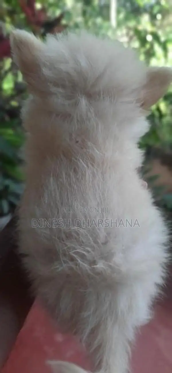 Japanese Spitz Puppies