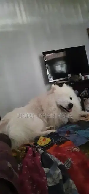 Japanese Spitz Puppies