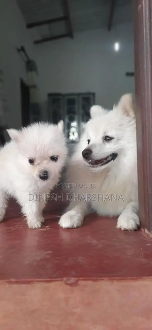 Japanese Spitz Puppies