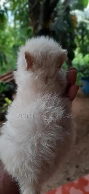 Japanese Spitz Puppies