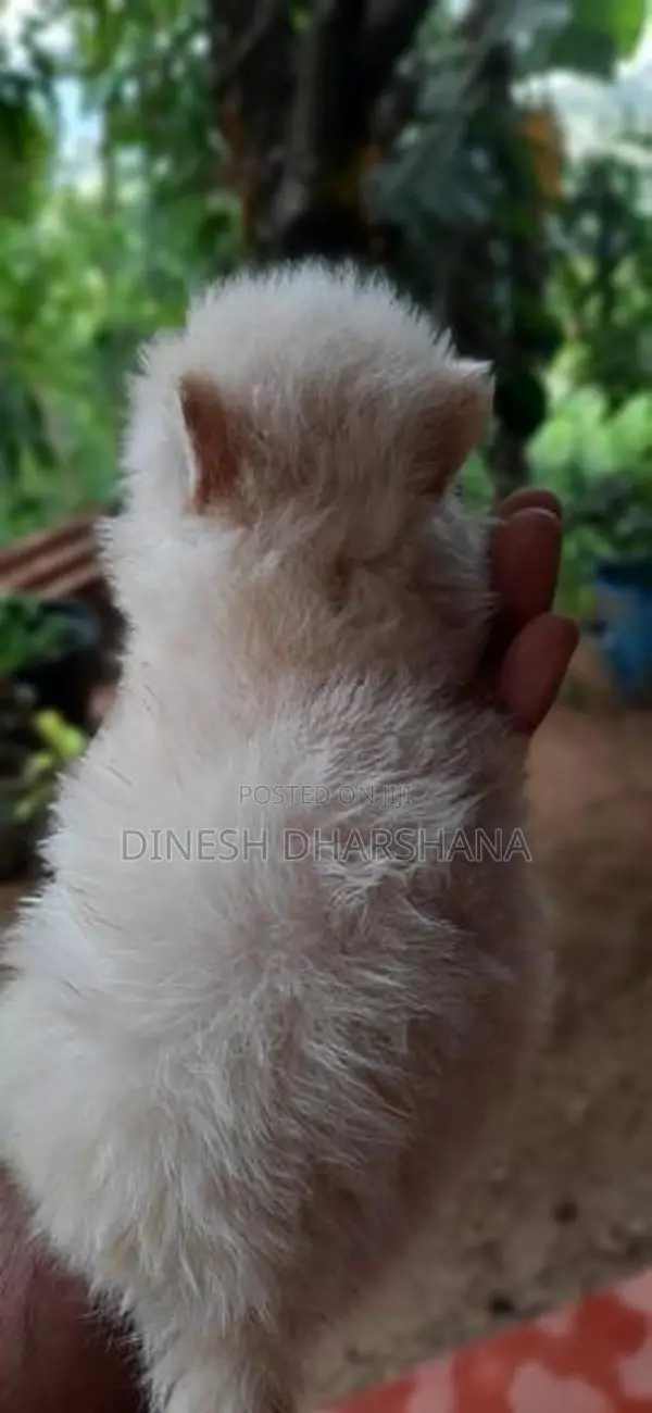 Japanese Spitz Puppies