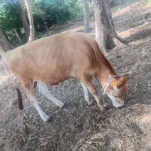 Nampan Jersey Cow