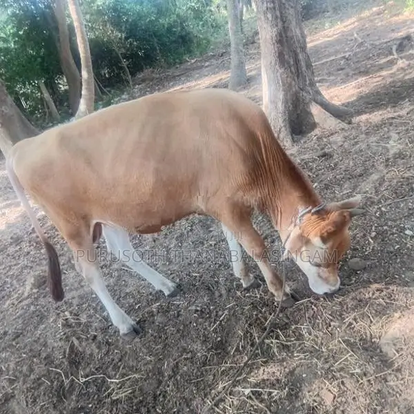 Nampan Jersey Cow