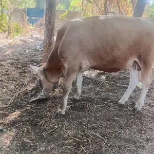 Nampan Jersey Cow