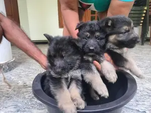 German Shepherd Puppies