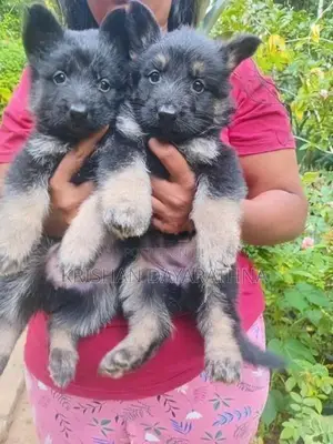 German Shepherd Puppies