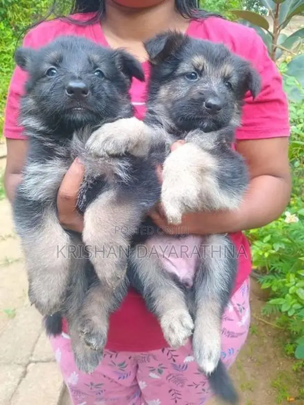 German Shepherd Puppies