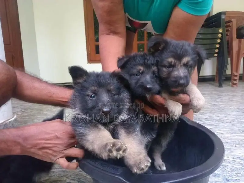 German Shepherd Puppies