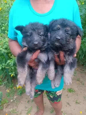 German Shepherd Puppies