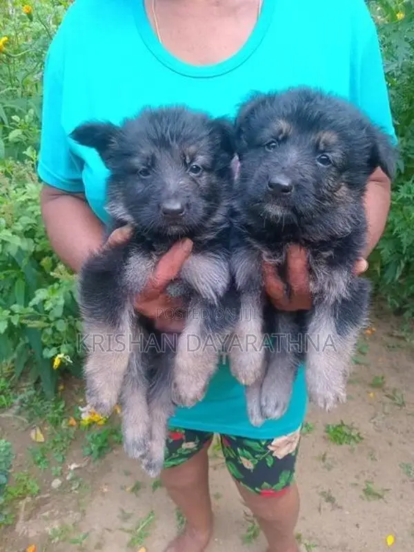 German Shepherd Puppies