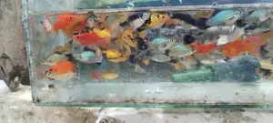 Swordtail With Platy