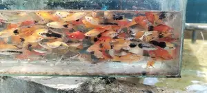 Swordtail With Platy