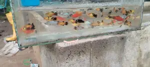 Swordtail With Platy