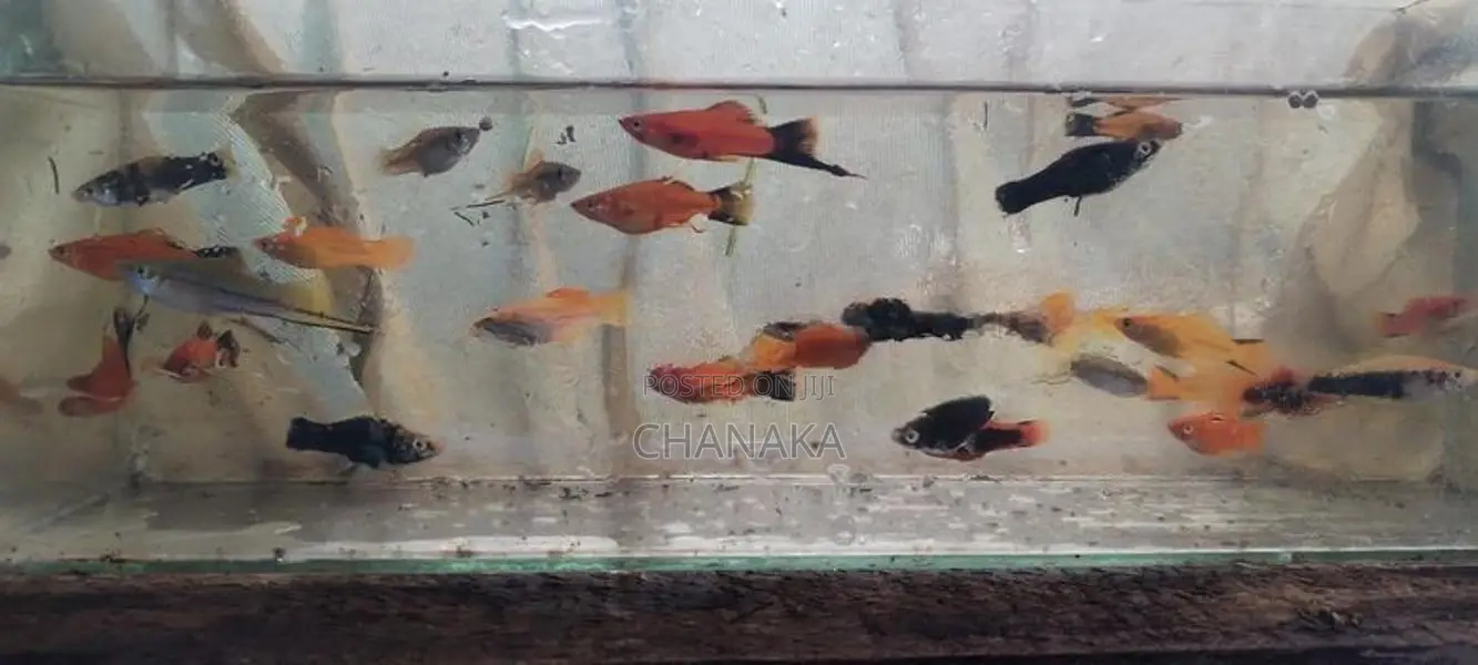 Swordtail With Platy