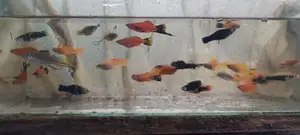 Swordtail With Platy
