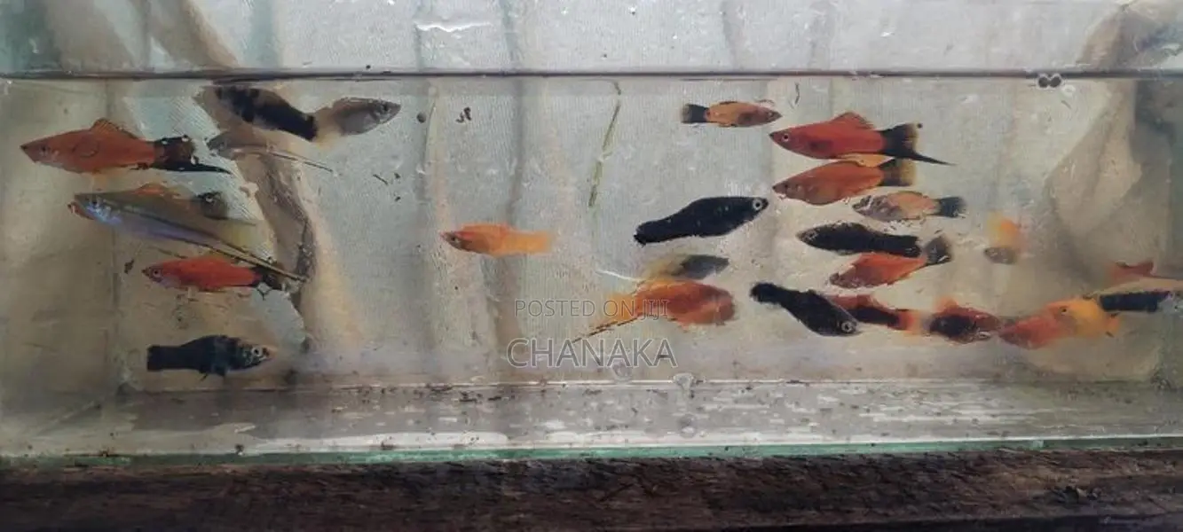 Swordtail With Platy