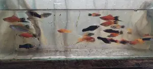 Swordtail With Platy