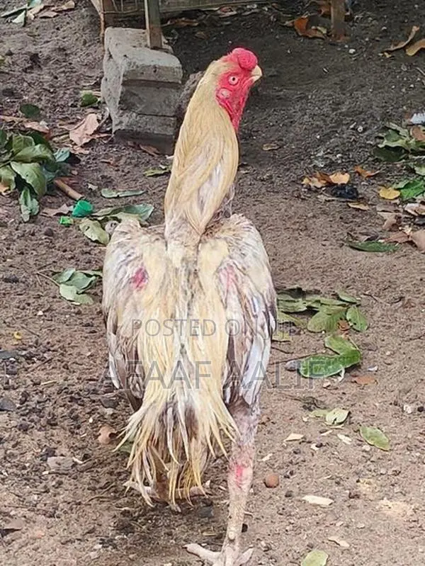 Parrot Nose Rooster
