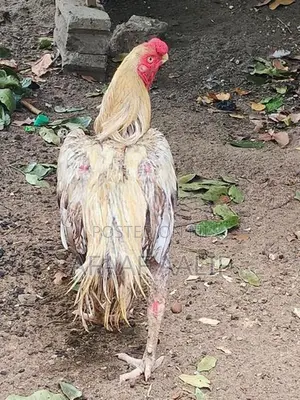 Parrot Nose Rooster