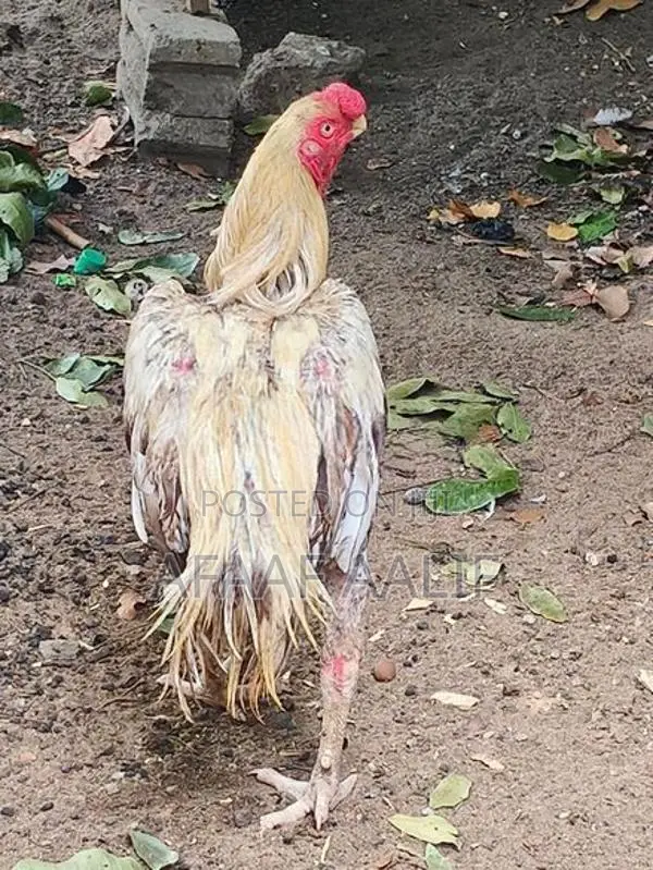 Parrot Nose Rooster