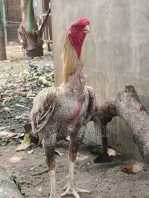 Parrot Nose Rooster