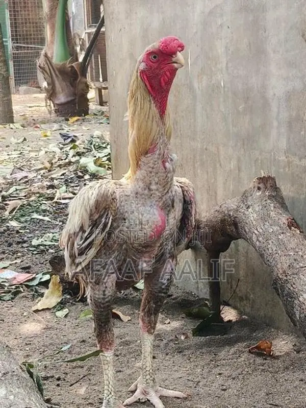 Parrot Nose Rooster