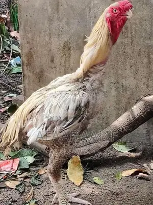 Parrot Nose Rooster