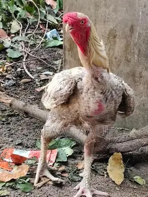 Parrot Nose Rooster