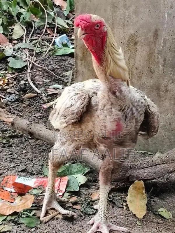 Parrot Nose Rooster