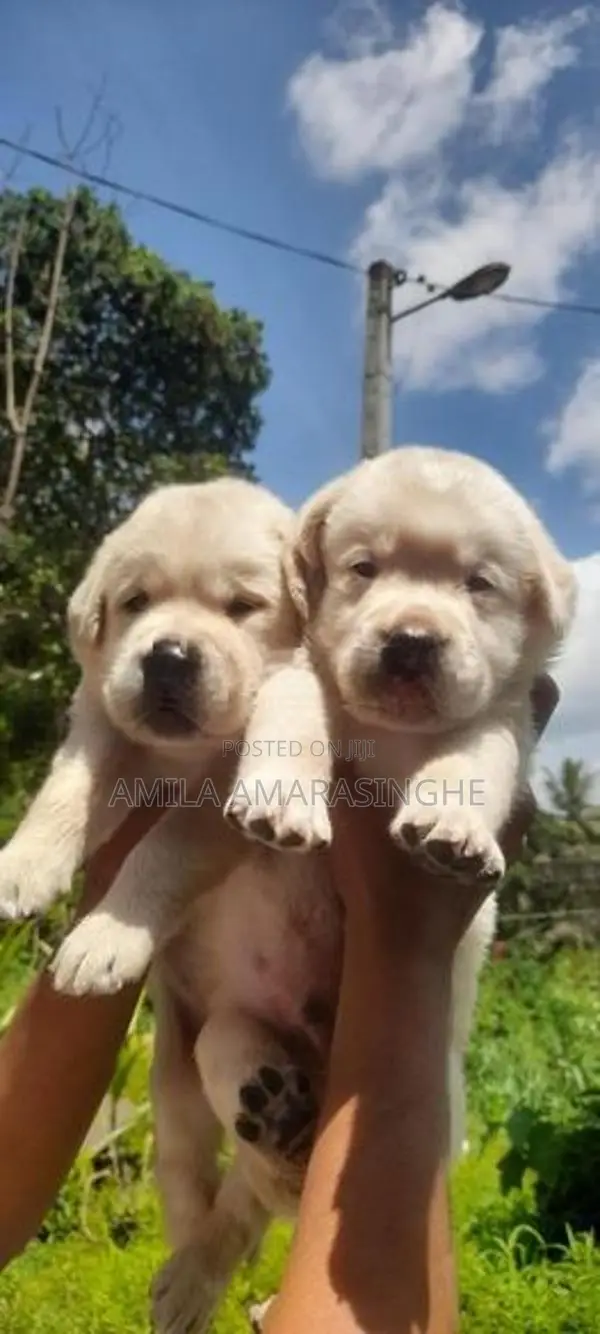 Labrador Retriever Puppies