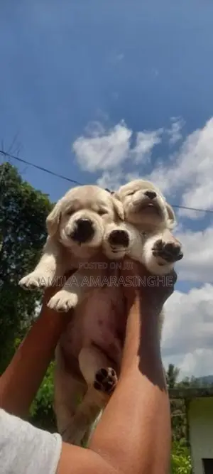Labrador Retriever Puppies