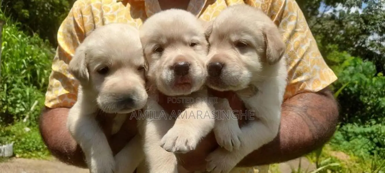 Labrador Retriever Puppies