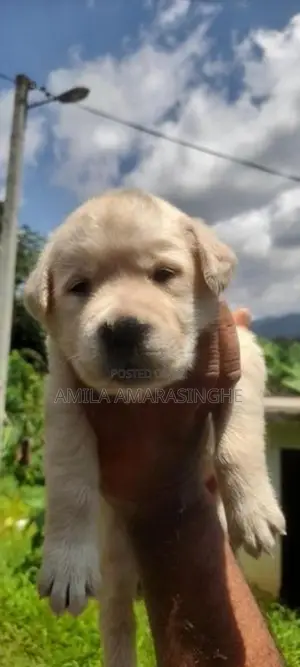 Labrador Retriever Puppies