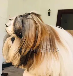 Shihtzu Puppy