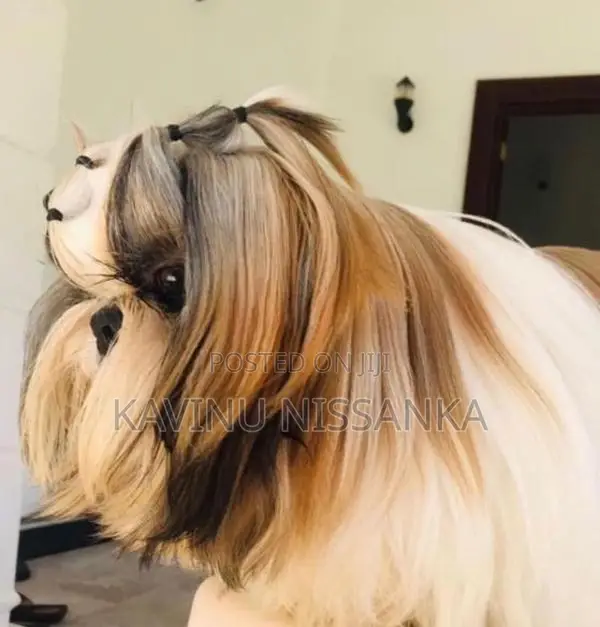 Shihtzu Puppy