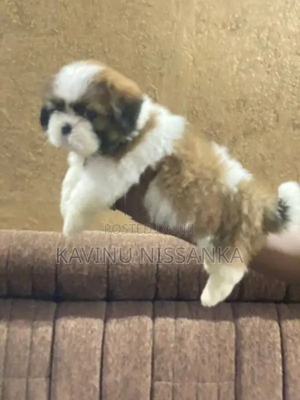 Shihtzu Puppy