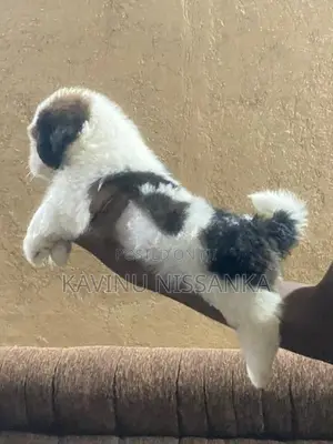 Shihtzu Puppy