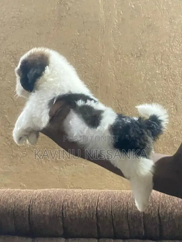 Shihtzu Puppy