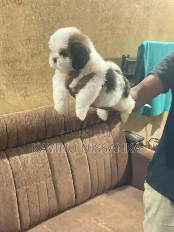 Shihtzu Puppy