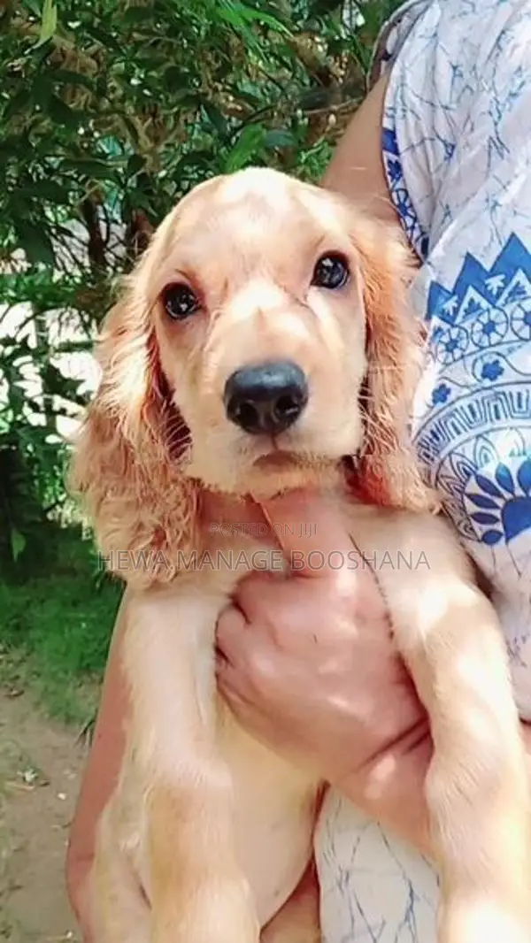Cocker Spaniel Puppy