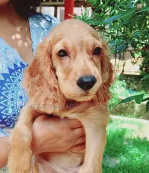 Cocker Spaniel Puppy